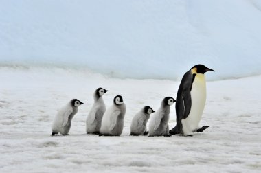 Emperor Penguin clipart