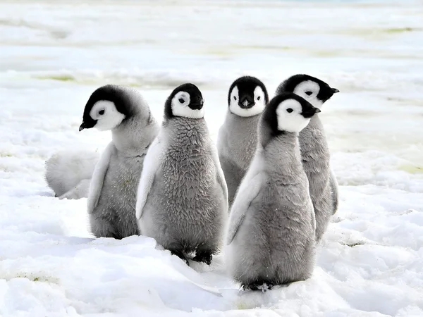 Emperor Penguin — Stock Photo, Image