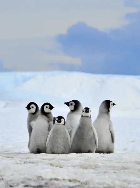 Tučňák císařský — Stock fotografie