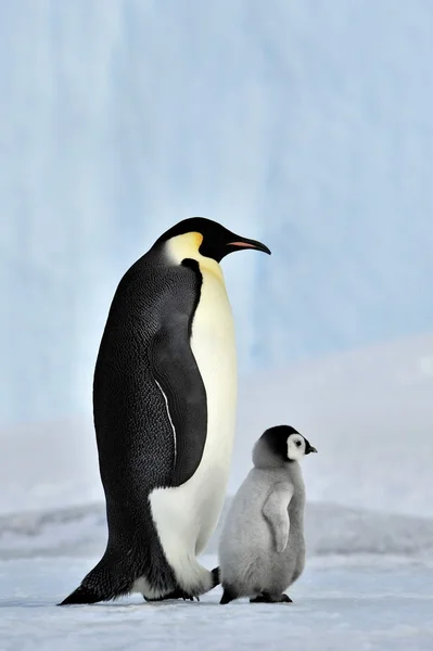 ペンギン天皇 — ストック写真
