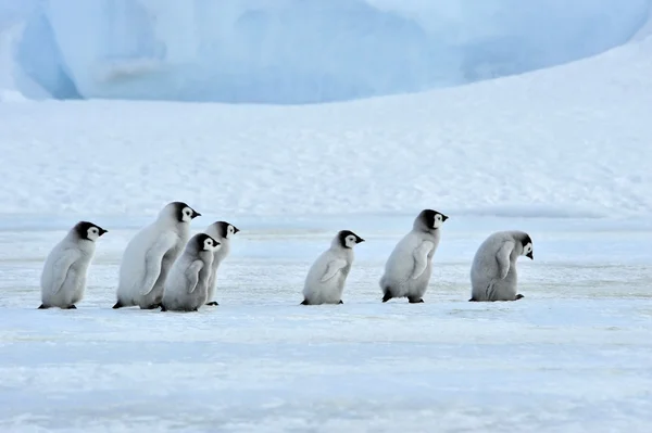 Pingwin cesarski — Zdjęcie stockowe