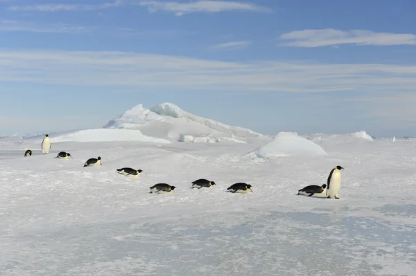 Kaisar Penguin — Stok Foto