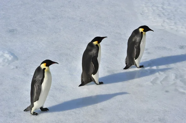 Імператорський пінгвін — стокове фото