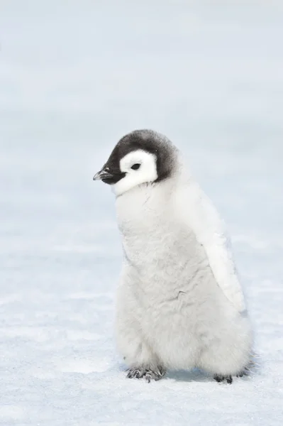 Pingwin cesarski — Zdjęcie stockowe