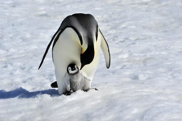 Keisari Pingviini — kuvapankkivalokuva