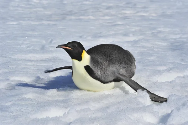 Pingüino Emperador —  Fotos de Stock