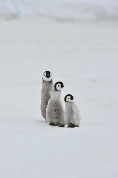 ペンギン天皇 — ストック写真