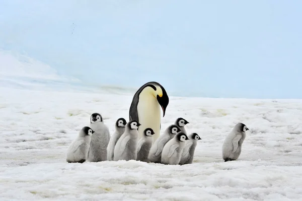 Emperor Penguin — Stock Photo, Image