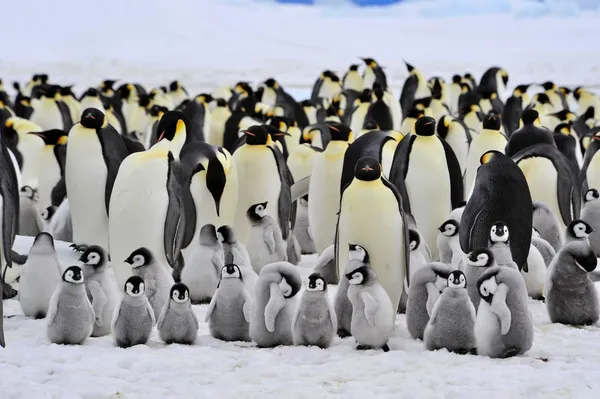 Pingüino Emperador Imágenes de stock libres de derechos