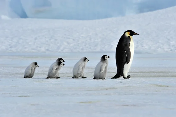 Pingüino Emperador Fotos de stock