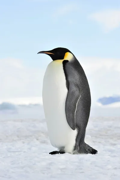 Император Пингвин Стоковое Изображение