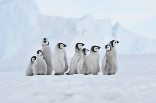 Pingüino Emperador Fotos de stock libres de derechos