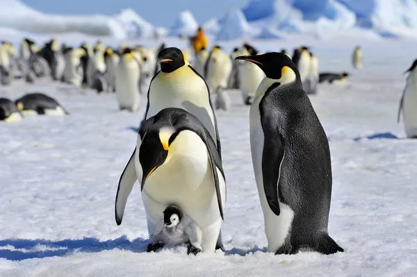 Emperor Penguin Royalty Free Stock Images