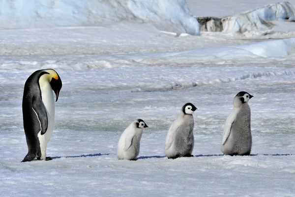 Emperor Penguin Stock Photo