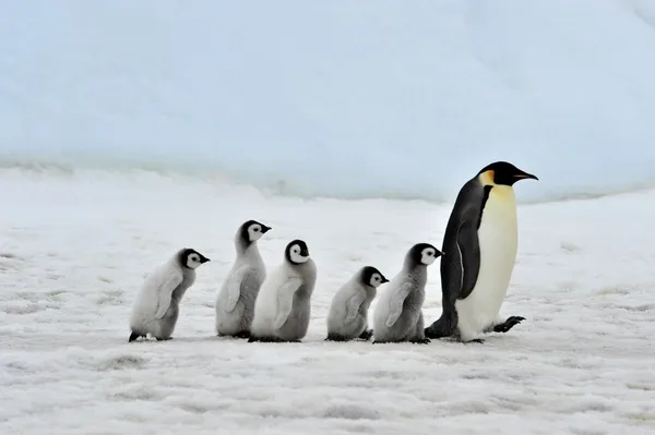 Pingüino Emperador Imagen de stock