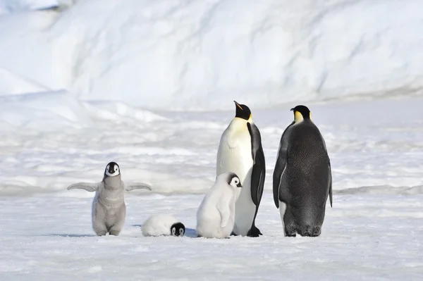 Emperor Penguin Stock Picture