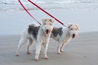 Dogs Walking On The Beach clipart