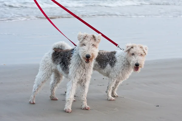 在沙滩上散步的狗 图库照片