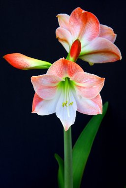 Amaryllis çiçek