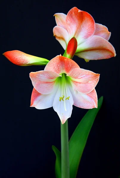 A virágzó Amarillisz — Stock Fotó