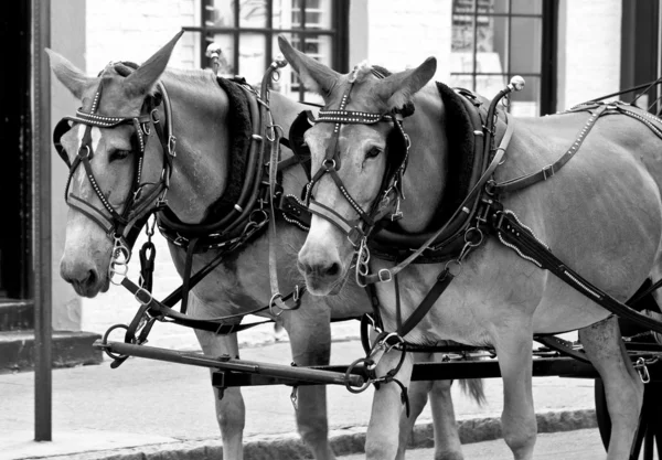 Caii Așteaptă Tragă Trăsură Stradă — Fotografie, imagine de stoc