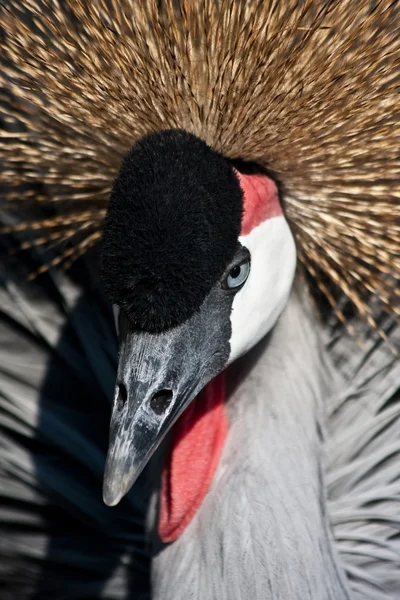 Close East African Crowned Crane — Stock Photo, Image