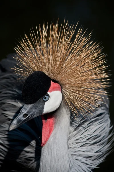 Close East African Crowned Crane — Stock Photo, Image