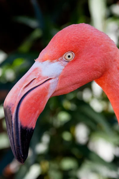 Flamingo — Foto de Stock