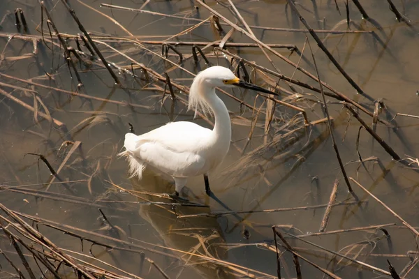 Snowy Egret Searching Food Ocean Wetlands — Stock Photo, Image