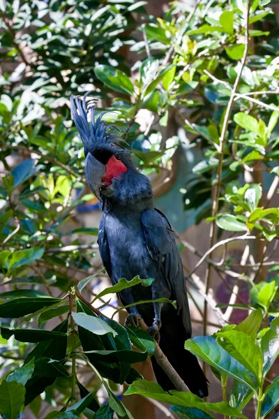 Black Palm Cockatoo Resting Tree Branch — Stock Photo, Image