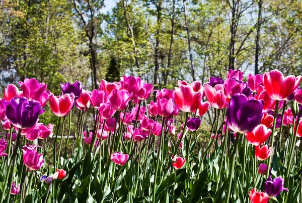 stock image Very colorful Tulips on a sunny day in spring