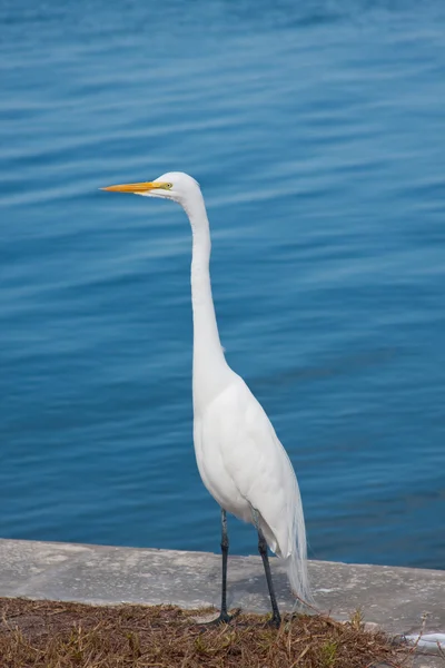 Beautiful Great White Egret Resting Ocean — Stock Photo, Image