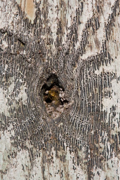 節穴からツリー — ストック写真