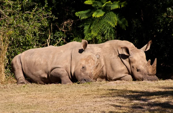 Bílých nosorožců — Stock fotografie