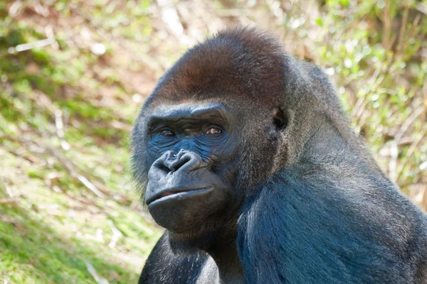 Retrato de gorila plateado — Foto de Stock