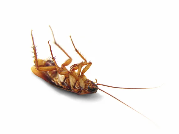 Tote Kakerlake Auf Dem Rücken Isoliert Auf Weißer Oberfläche — Stockfoto
