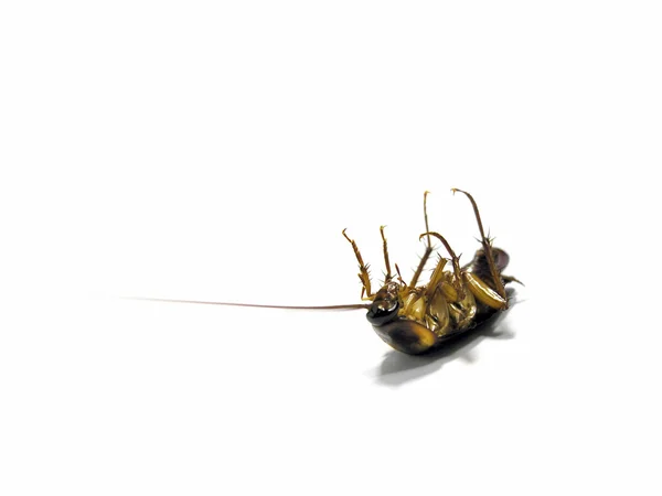 Döda kackerlacka — Stockfoto