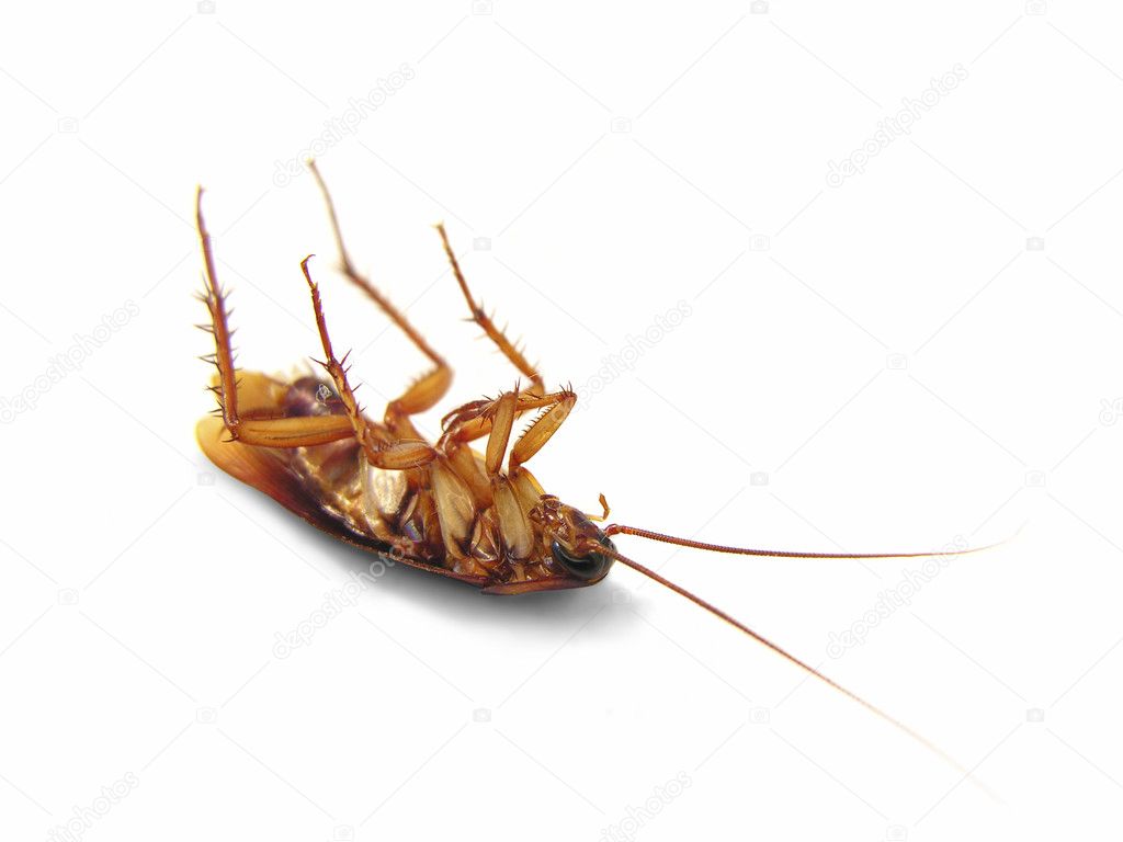 Dead Cockroach on his back - isolated on white Surface