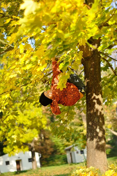 Niño colgar en el árbol en otoño — Foto de Stock