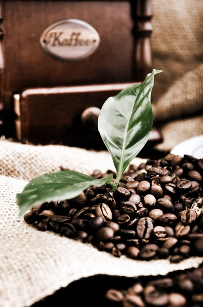 Młynek do kawy rocznika i kawę — Zdjęcie stockowe