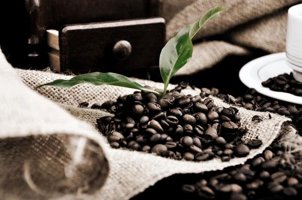 Usine de café en granulés — Photo