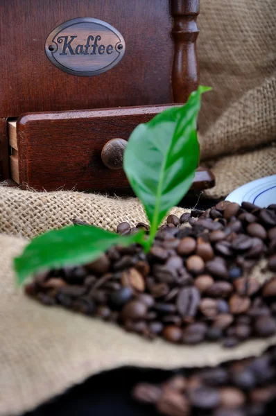 Урожай кавомолка і свіжа кава Стокове Зображення