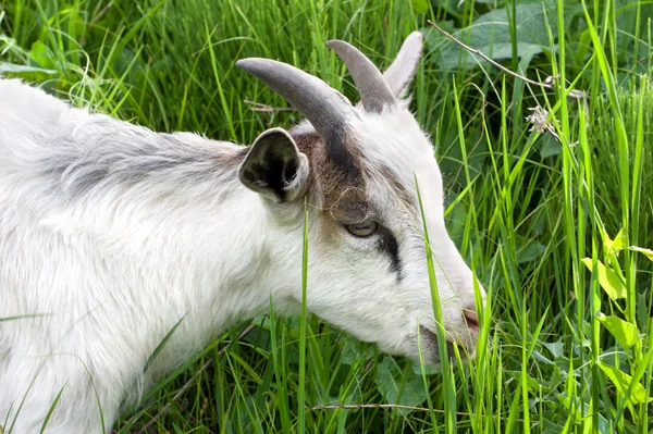 Koza w zielonej trawie — Zdjęcie stockowe