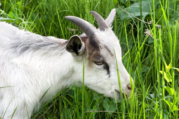 stock image Goat in the green grass