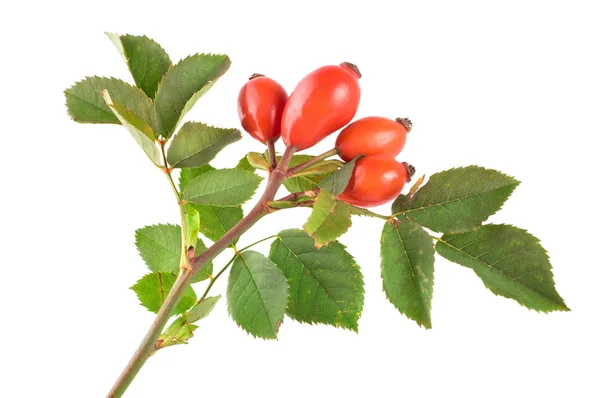 stock image Rose hip