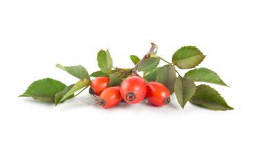 Rose hip isolated clipart