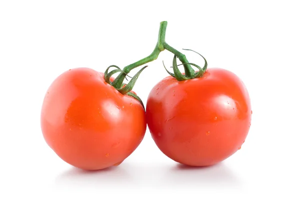 Dois tomates maduros — Fotografia de Stock