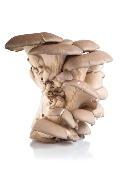 Изолированные устричные грибы — стоковое фото