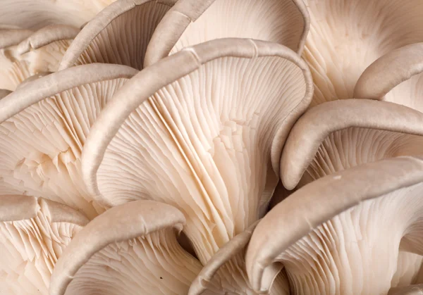 Background from mushroom — Stock Photo, Image