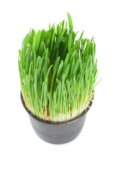 Hierba verde en una olla aislada — Foto de Stock